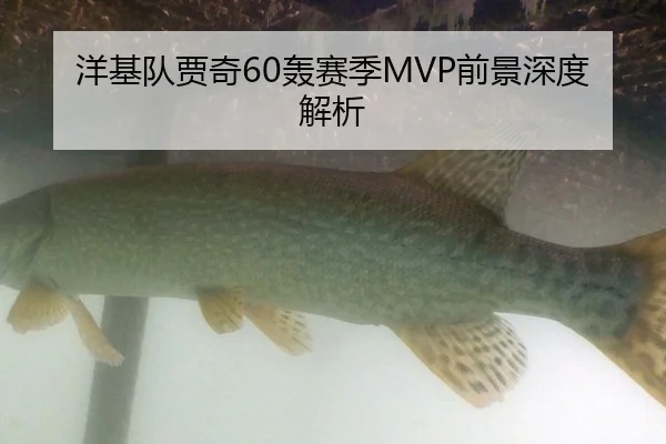 洋基队贾奇60轰赛季MVP前景深度解析